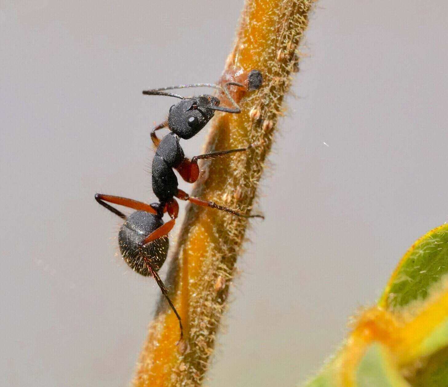ant exterminator
